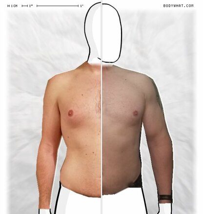 Torso Comparison