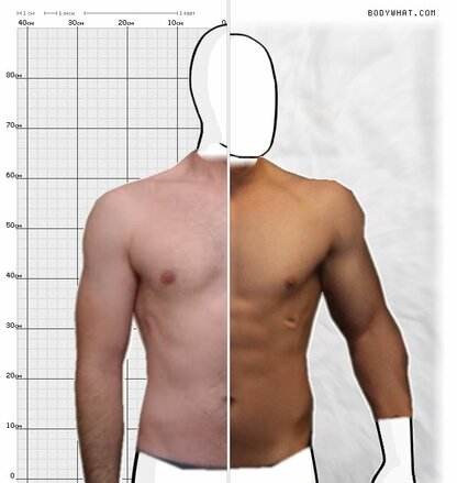 Torso Comparison