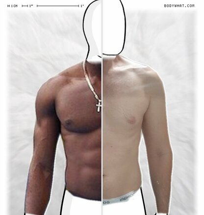 Torso Comparison