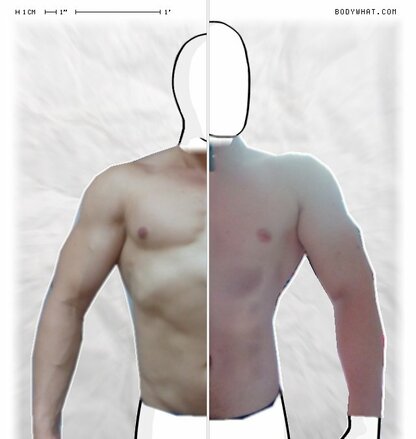 Torso Comparison