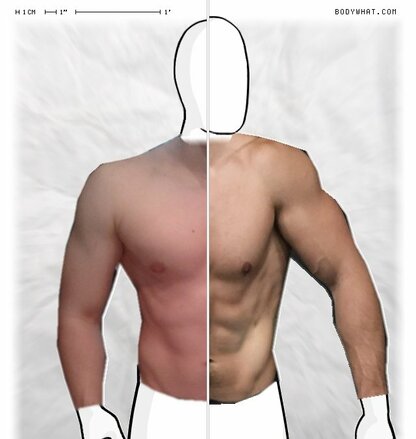 Torso Comparison