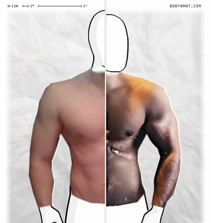 Torso Comparison