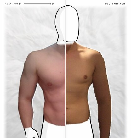 Torso Comparison