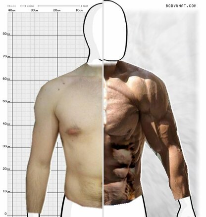 Torso Comparison