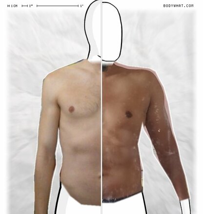 Torso Comparison