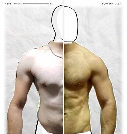 Torso Comparison