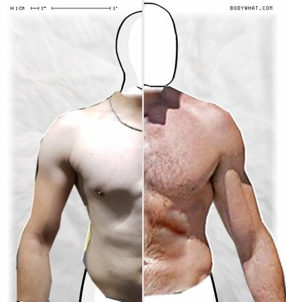 Torso Comparison