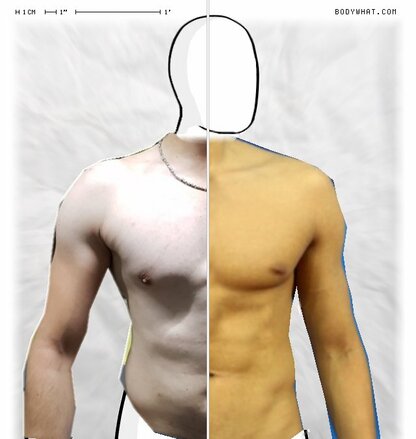 Torso Comparison