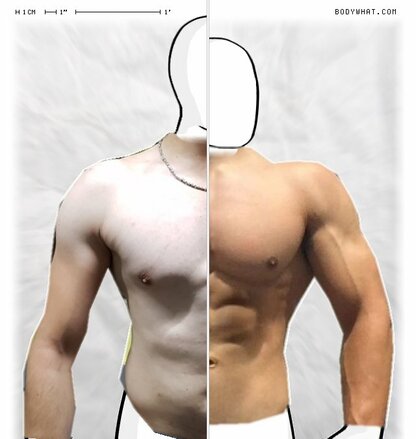 Torso Comparison