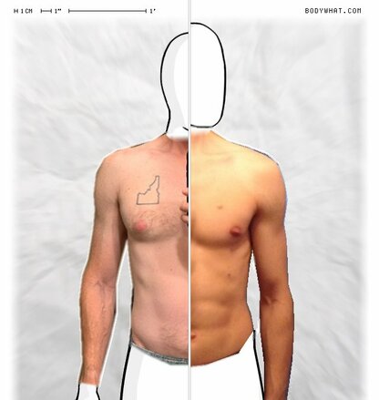 Torso Comparison