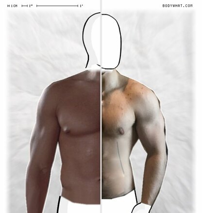 Torso Comparison