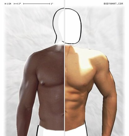 Torso Comparison