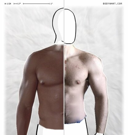 Torso Comparison