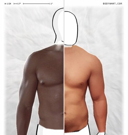 Torso Comparison