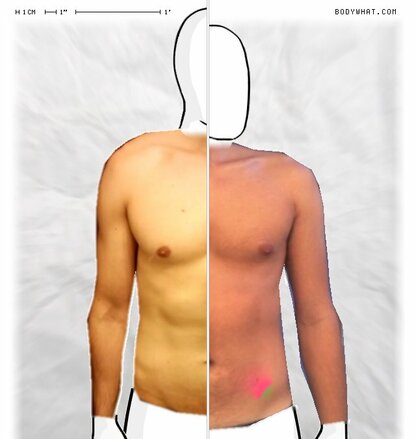 Torso Comparison