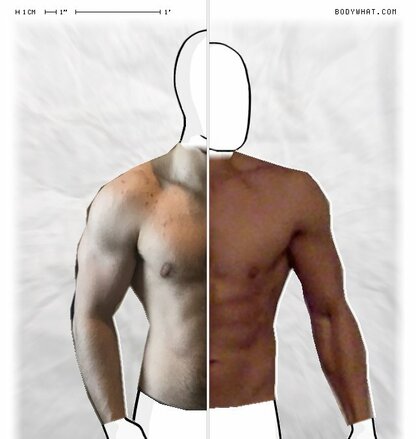 Torso Comparison