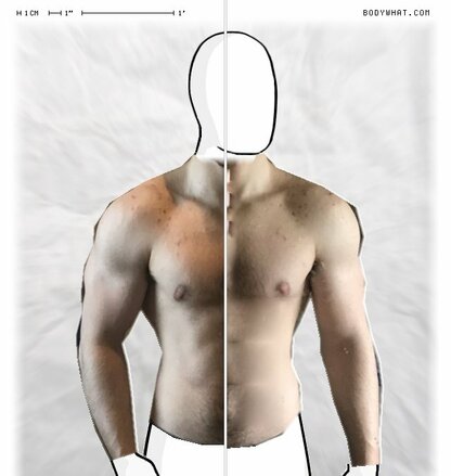 Torso Comparison