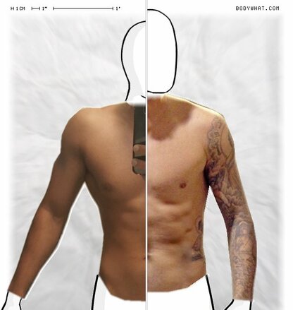 Torso Comparison