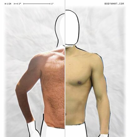 Torso Comparison