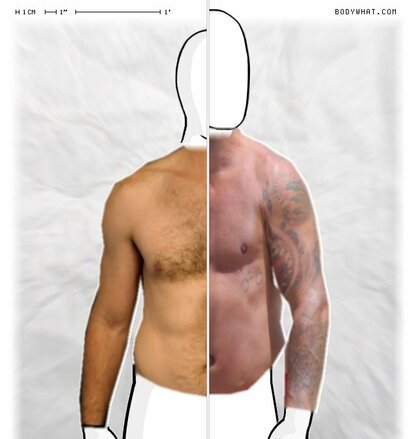 Torso Comparison