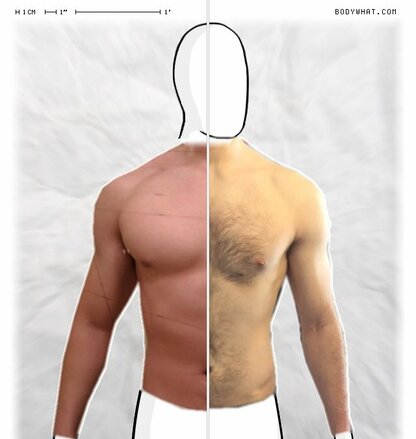 Torso Comparison