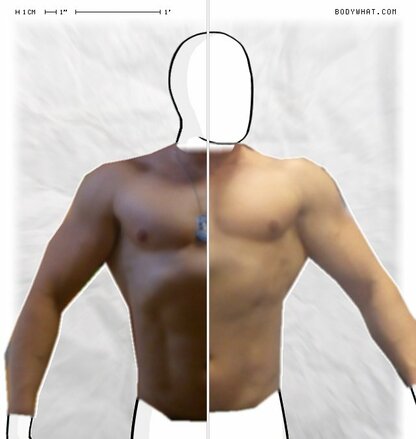 Torso Comparison