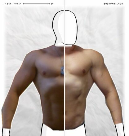 Torso Comparison