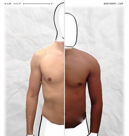 Torso Comparison