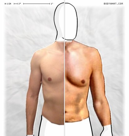 Torso Comparison