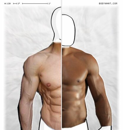 Torso Comparison