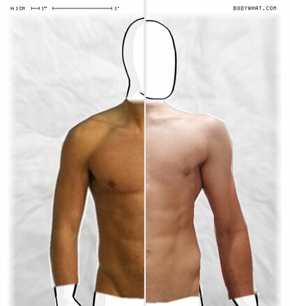 Torso Comparison