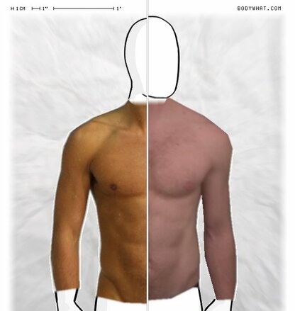 Torso Comparison