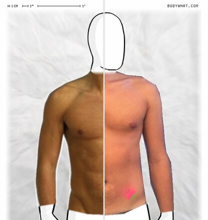 Torso Comparison