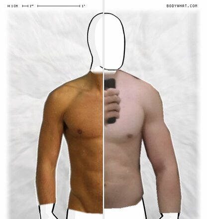 Torso Comparison