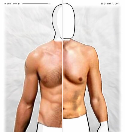 Torso Comparison