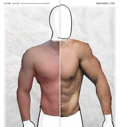 Torso Comparison