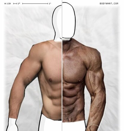 Torso Comparison