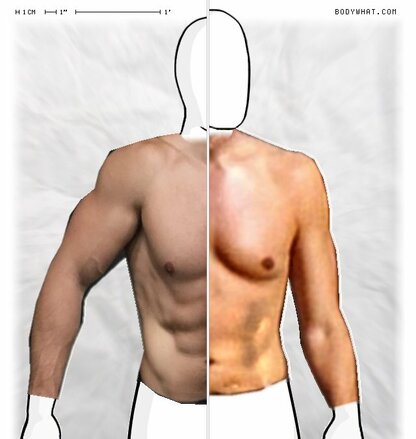 Torso Comparison