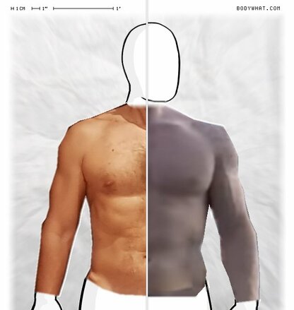 Torso Comparison