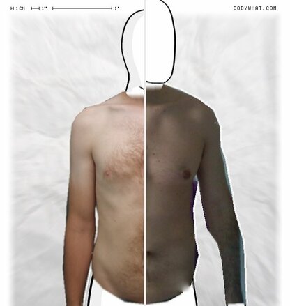 Torso Comparison