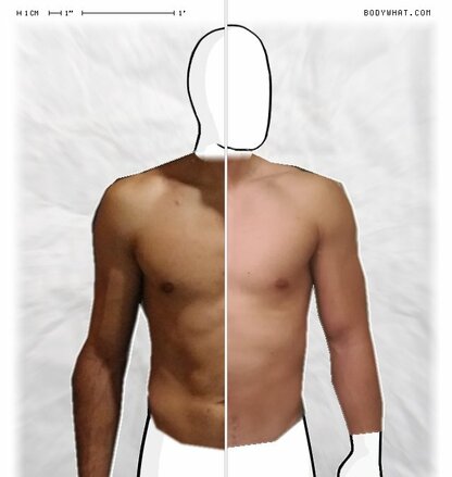 Torso Comparison