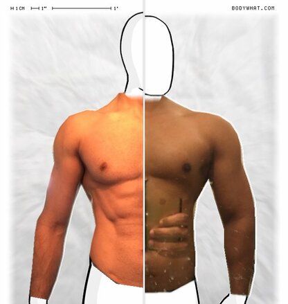 Torso Comparison