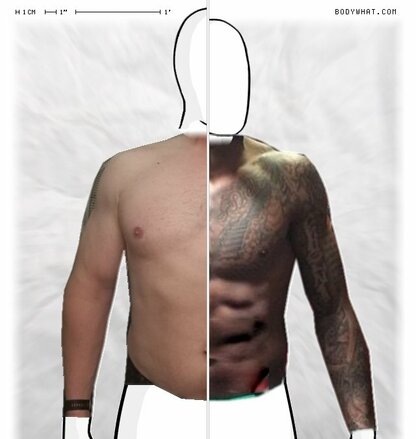 Torso Comparison