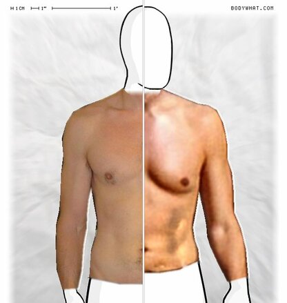 Torso Comparison