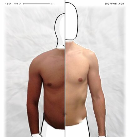 Torso Comparison