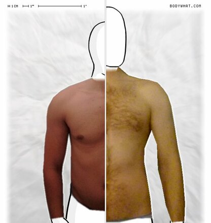 Torso Comparison