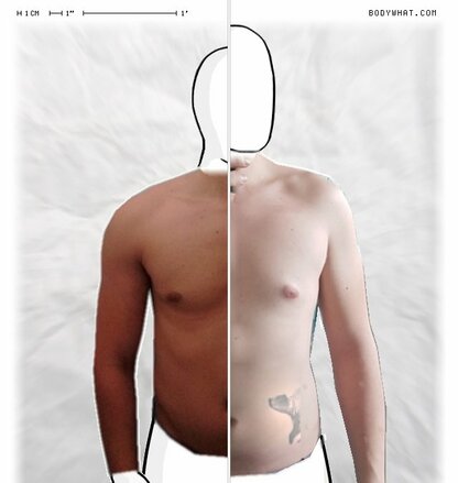 Torso Comparison