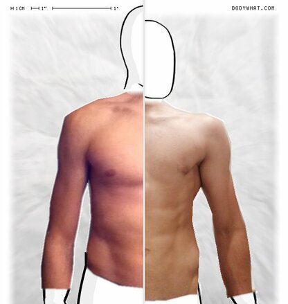 Torso Comparison