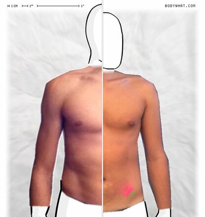 Torso Comparison