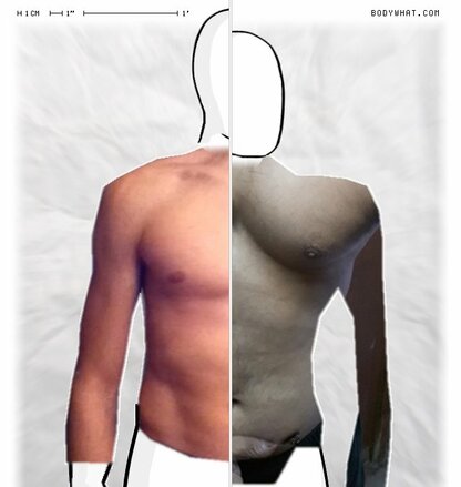 Torso Comparison